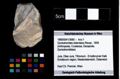 Foto (Objekt + Etikett) von Goniodromites bidentatus (Reuss, 1858)  (NHMW-GEO-1990-0041-3680)